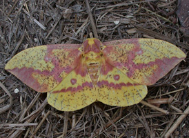 Imperial Moth